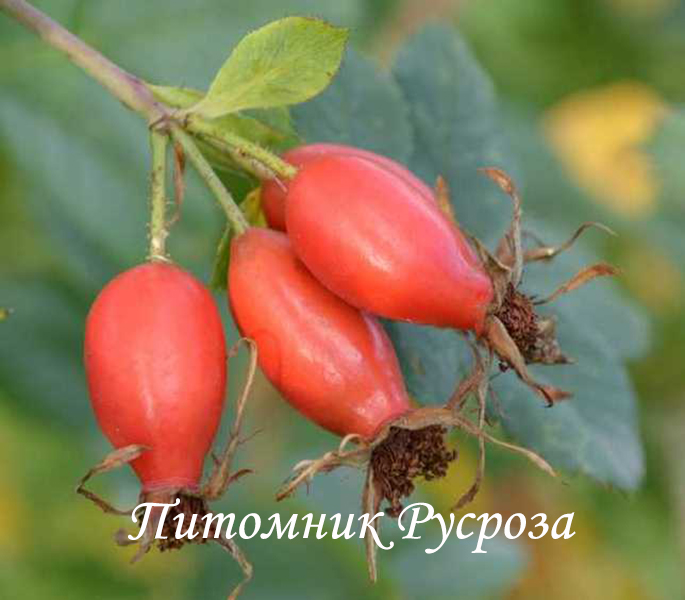 Шиповник плодовый 