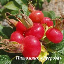 Шиповник плодовый 