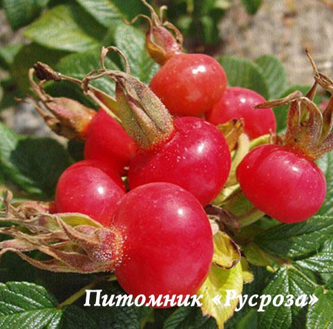 Шиповник плодовый 