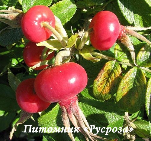 Шиповник плодовый 