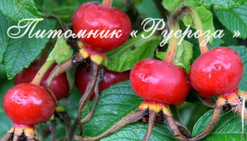 Шиповник плодовый 