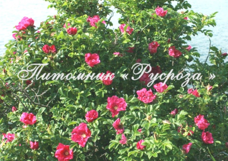 Шиповник плодовый 