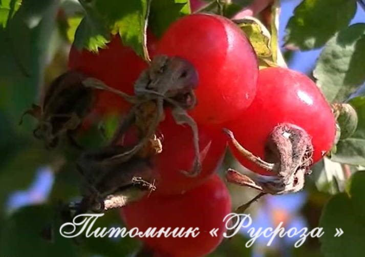 Шиповник плодовый 