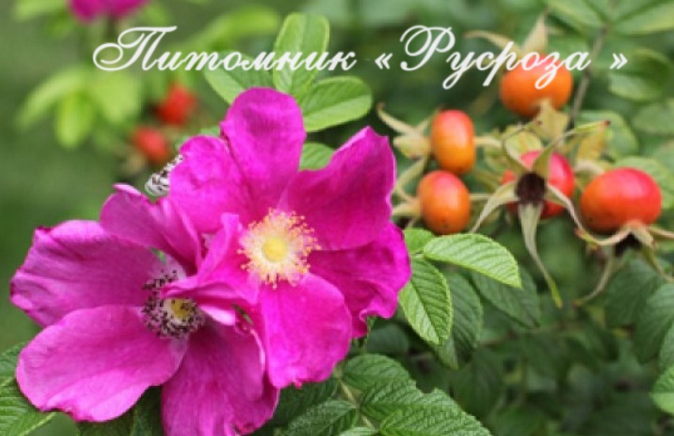 Шиповник плодовый 