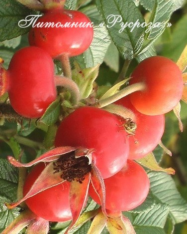 Шиповник плодовый 