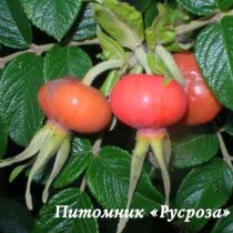 Шиповник плодовый 