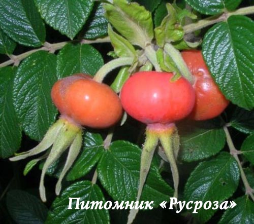 Шиповник плодовый 