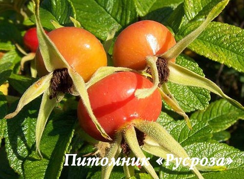 Шиповник плодовый 