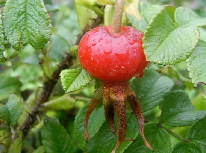 Шиповник плодовый 