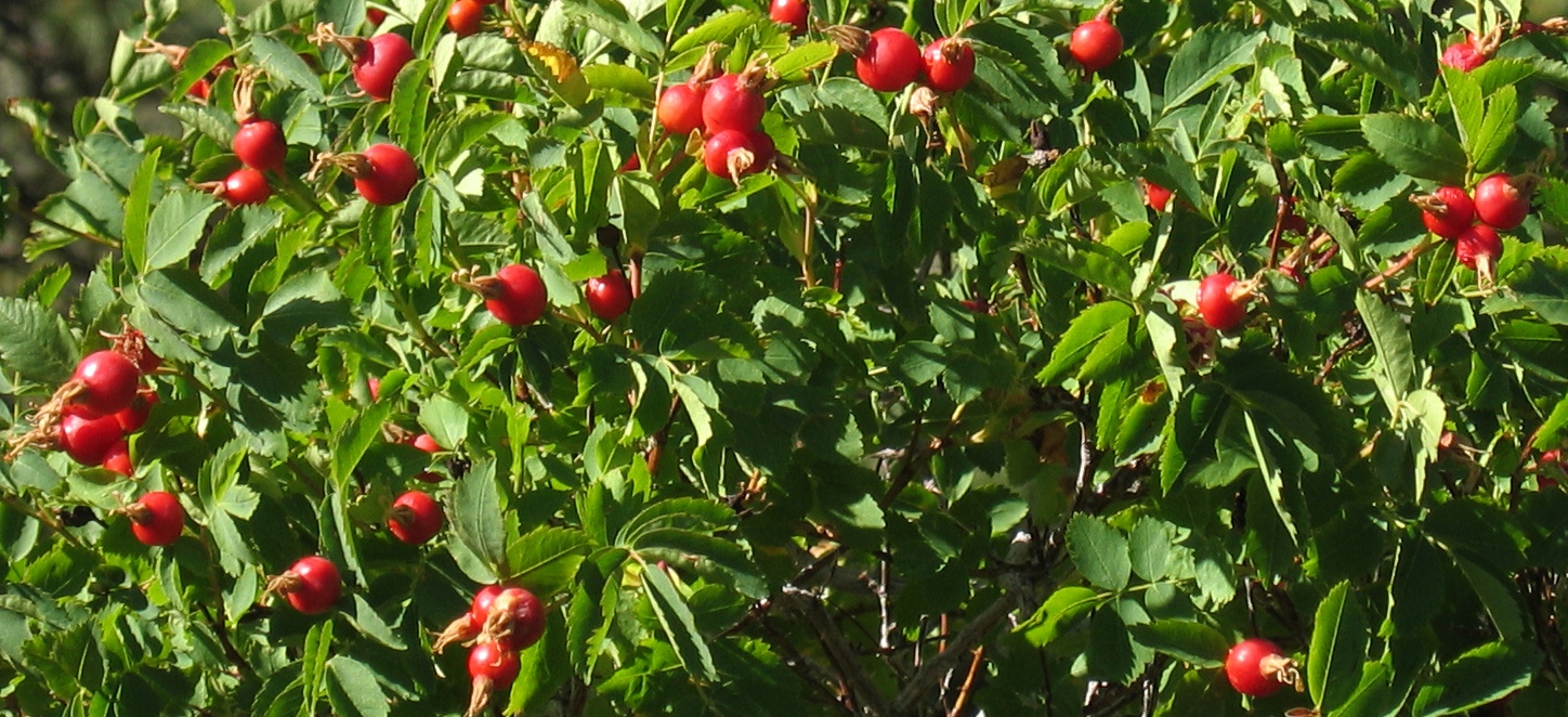 Шиповник плодовый 