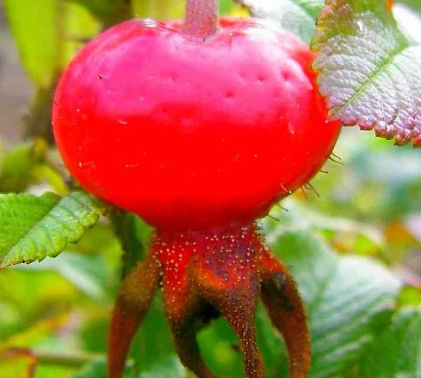 Шиповник плодовый 