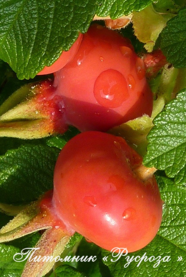 Шиповник плодовый 