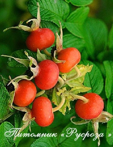 Шиповник плодовый 