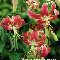 Лилия ОТ-гибрид 