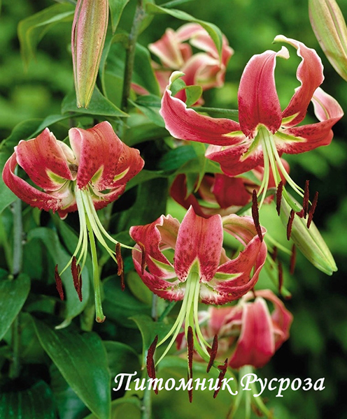 Лилия ОТ-гибрид 