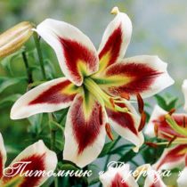 Лилия ОТ-гибрид 