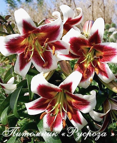 Лилия ОТ-гибрид 