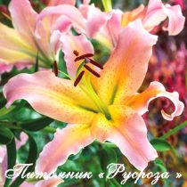 Лилия ОТ-гибрид 