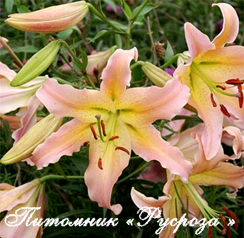 Лилия ОТ-гибрид 