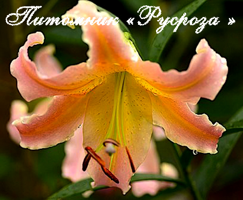 Лилия ОТ-гибрид 