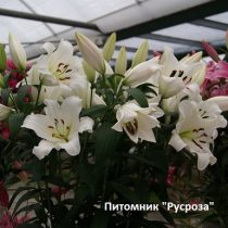 Лилия ОТ-гибрид 