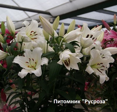 Лилия ОТ-гибрид 