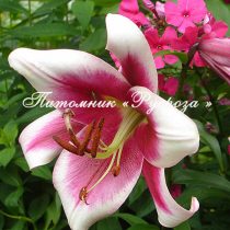 Лилия ОТ-гибрид 