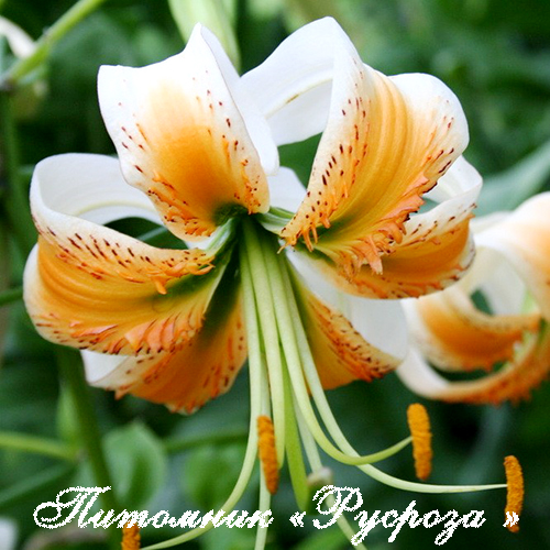 Лилия ОТ-гибрид 