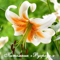 Лилия ОТ-гибрид 