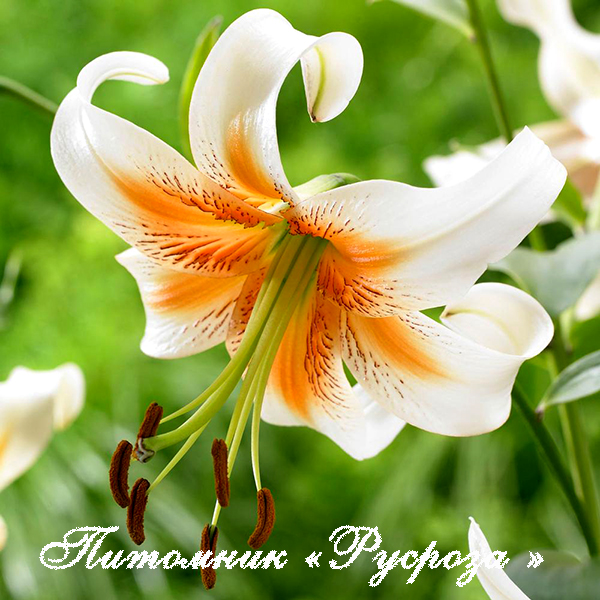 Лилия ОТ-гибрид 