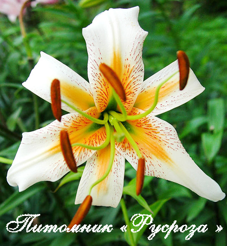 Лилия ОТ-гибрид 