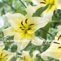 Лилия ОТ-гибрид 