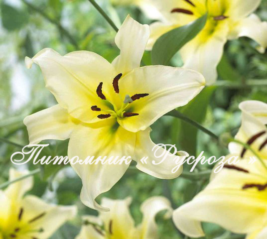 Лилия ОТ-гибрид 