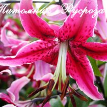 Лилия ОТ-гибрид 