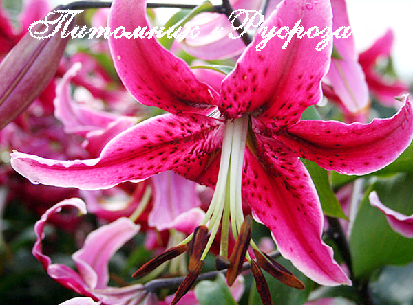 Лилия ОТ-гибрид 
