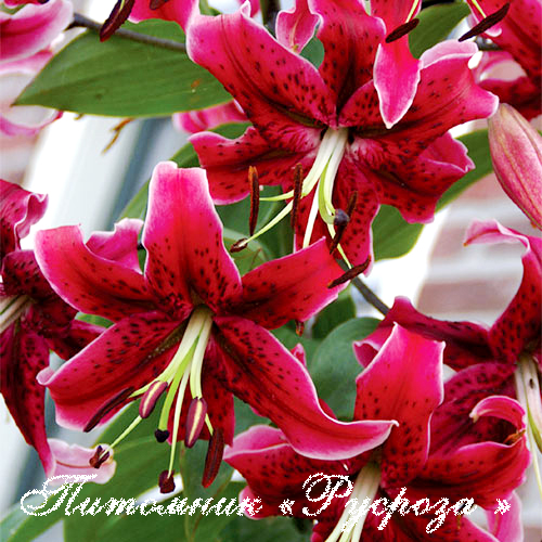 Лилия ОТ-гибрид 