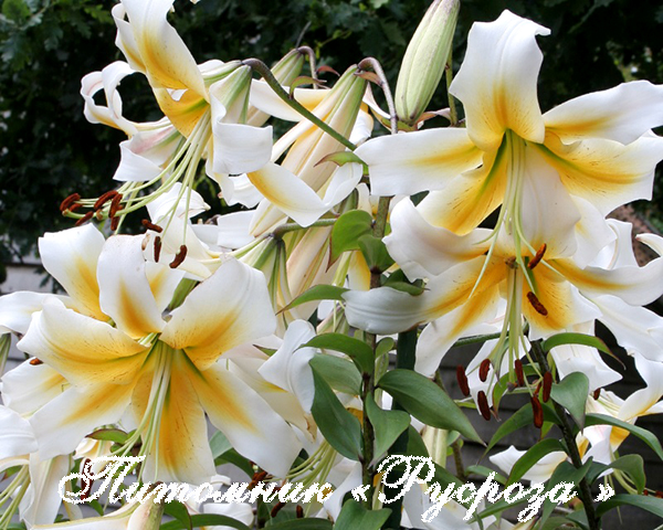 Лилия ОТ-гибрид 
