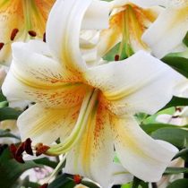 Лилия ОТ-гибрид 