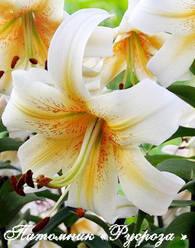 Лилия ОТ-гибрид 