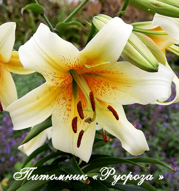 Лилия ОТ-гибрид 
