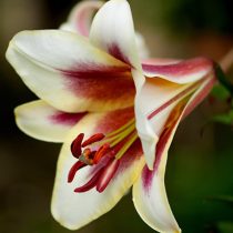 Лилия ОТ-гибрид 