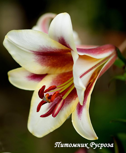 Лилия ОТ-гибрид 