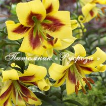 Лилия ОТ-гибрид 