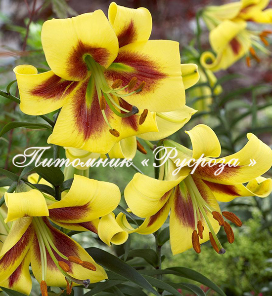 Лилия ОТ-гибрид 