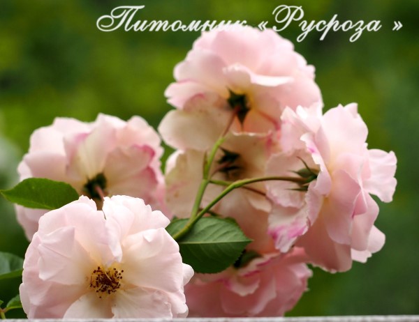 CHAPLIN'S PINK