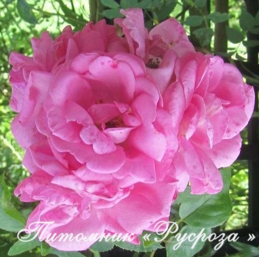 CHAPLIN'S PINK