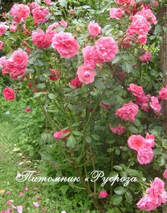 CHAPLIN'S PINK