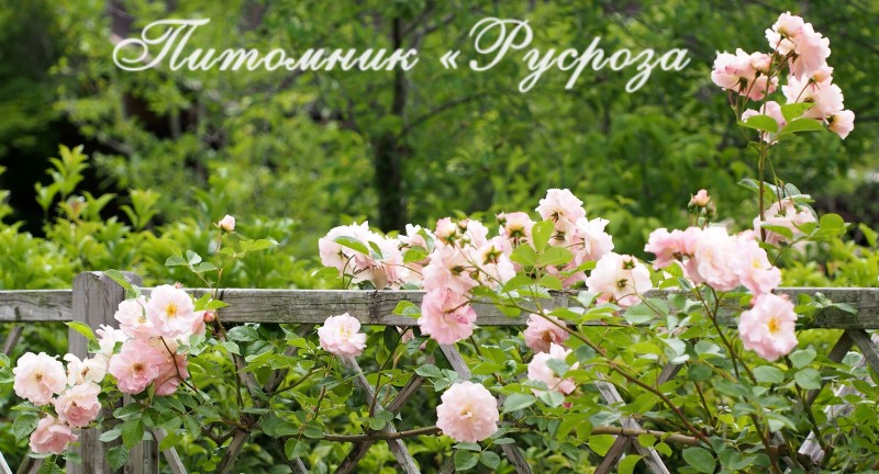 CHAPLIN'S PINK