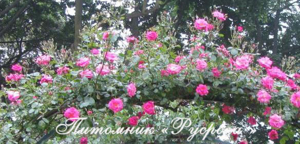 CHAPLIN'S PINK
