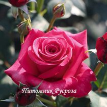 CHARISMA (CRAZY PINK VOLUPTIA)